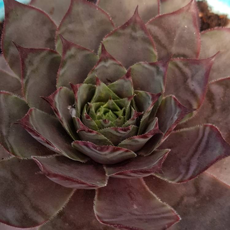 plant image 895052