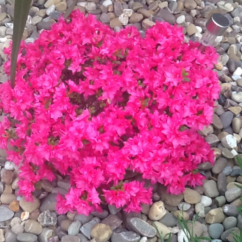 Elaine's garden