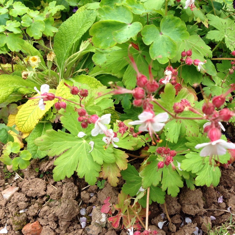 Plant image Geranium macrorrhizum 'Album'