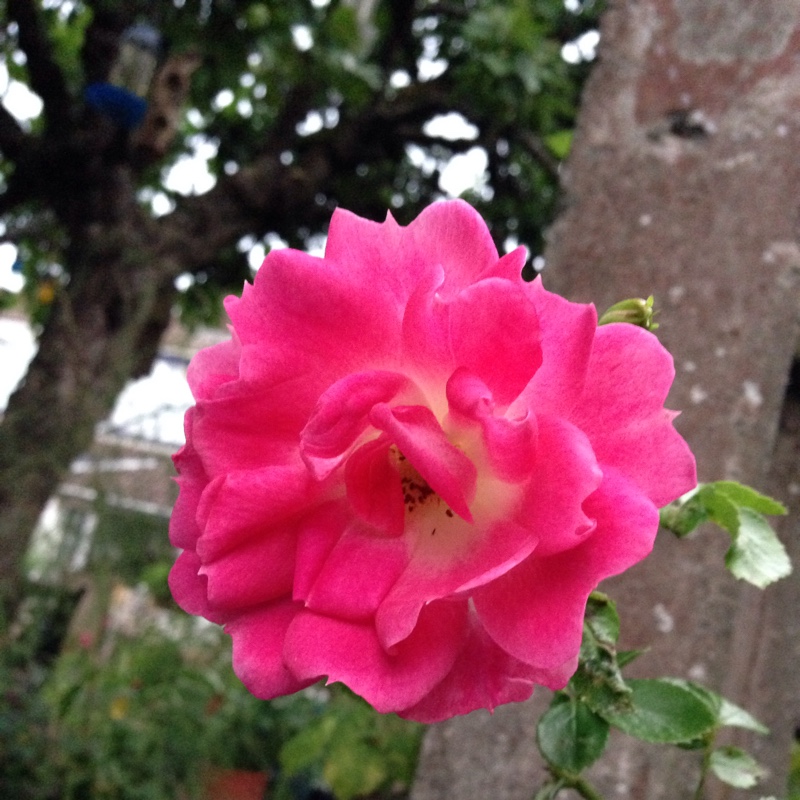 Plant image Rosa 'Pink Tiara'