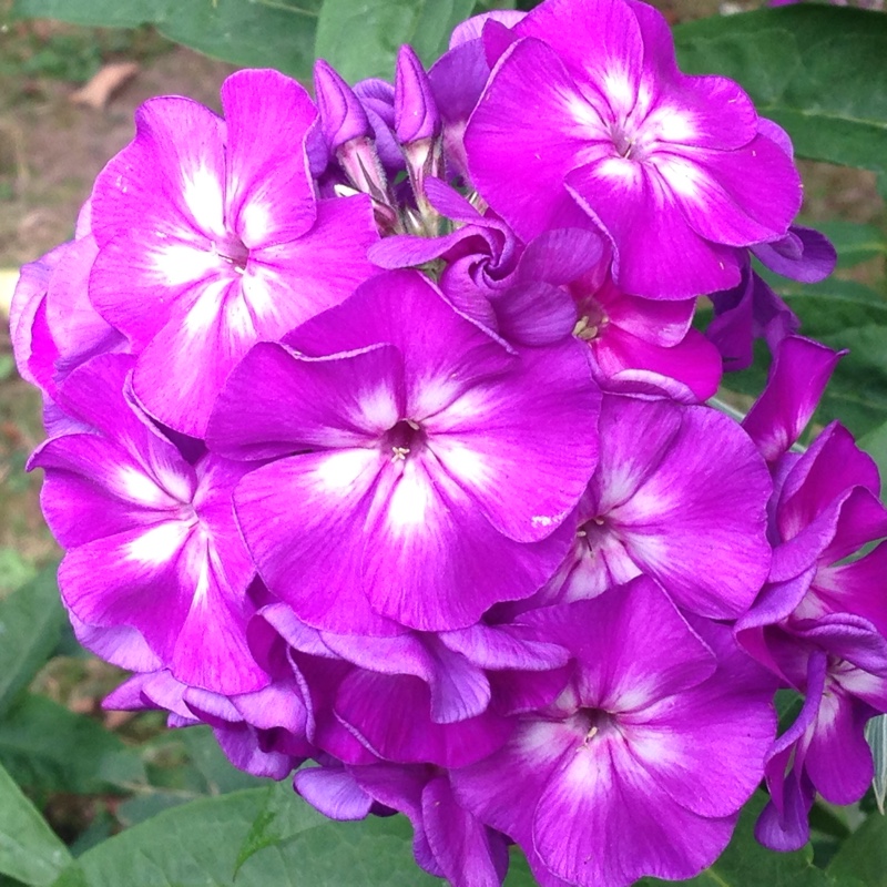 Plant image Phlox paniculata 'Purple Kiss'