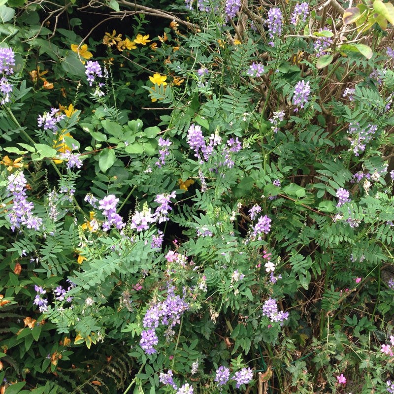 Plant image Galega officinalis