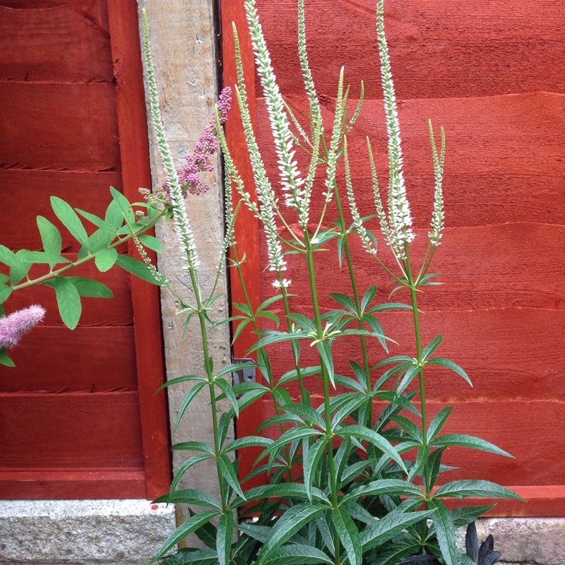 Plant image Veronicastrum virginicum 'Album'