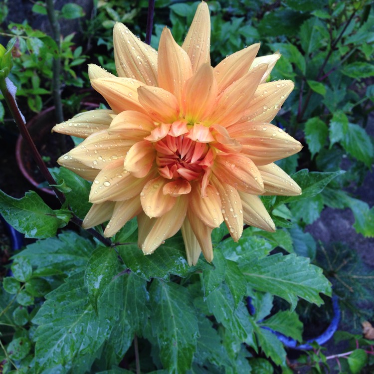 Plant image Dahlia 'Noordwijks Glorie'