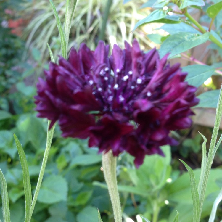 Plant image Centaurea cyanus 'Black Ball'