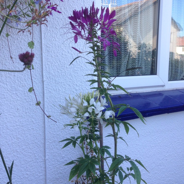 Plant image Cleome hassleriana 'Colour Fountain'