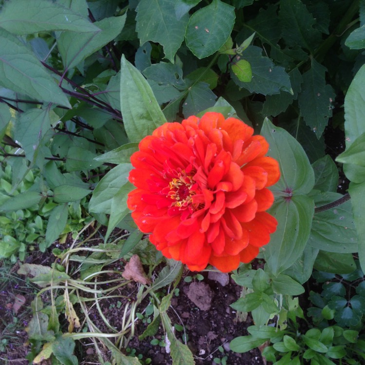 Plant image Zinnia elegans 'Orange King'