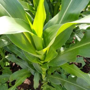 Sweet Corn