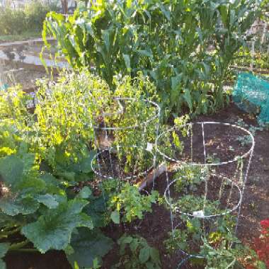 Jose's garden