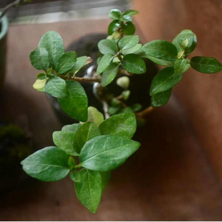 Plant image Premna microphylla