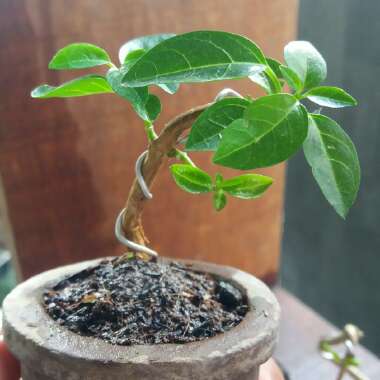 Japanese musk maple or Japanese neem tree