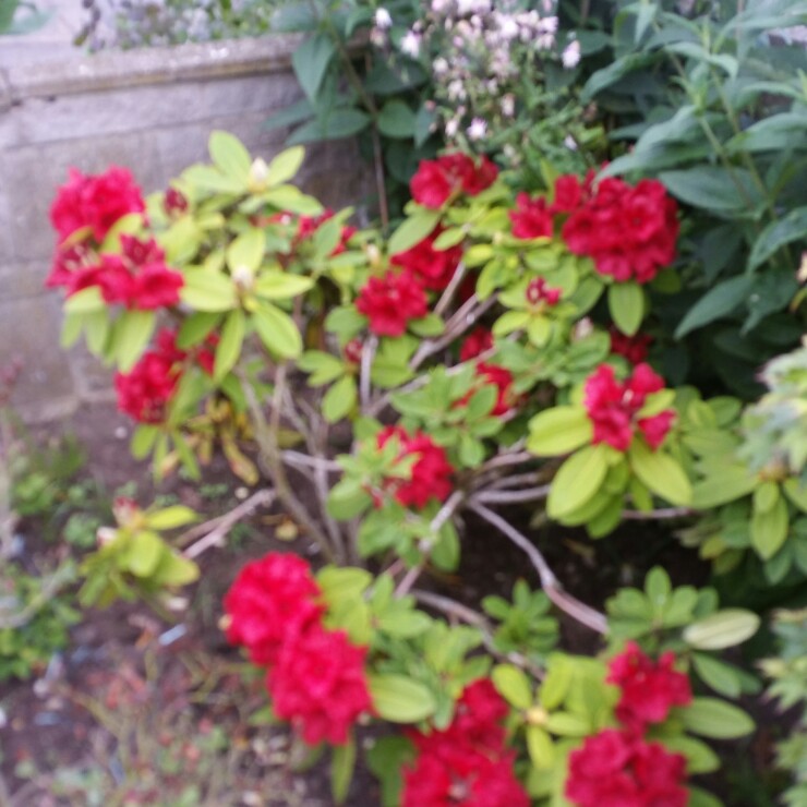 Plant image Rhododendron 'Lord Roberts'