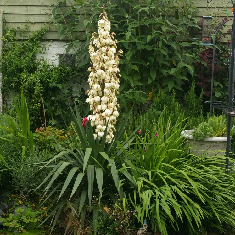 Yucca filamentosa 'Bright Edge'