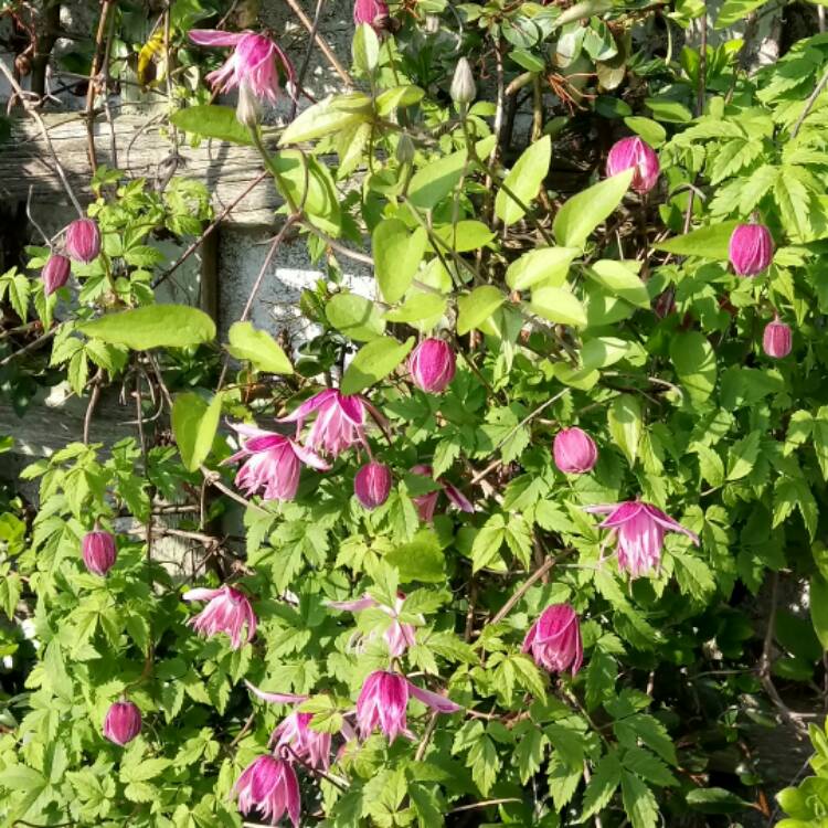 plant image 355810