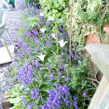 Electra's garden
