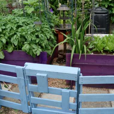 Electra's garden