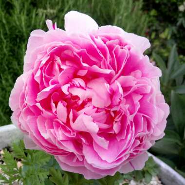 Peony 'Rosea Plena' (Herbaceous)