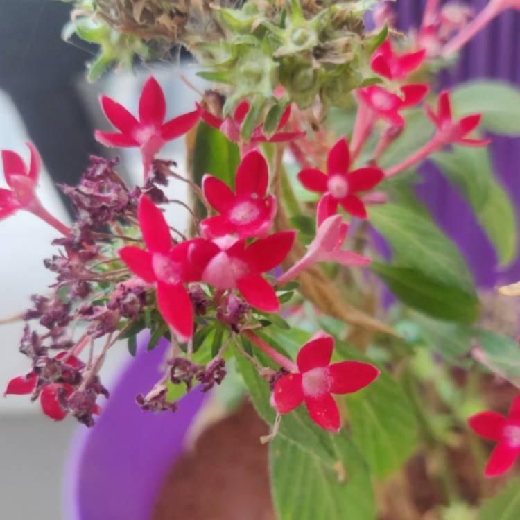 Plant image Pentas lanceolata 'Nova'