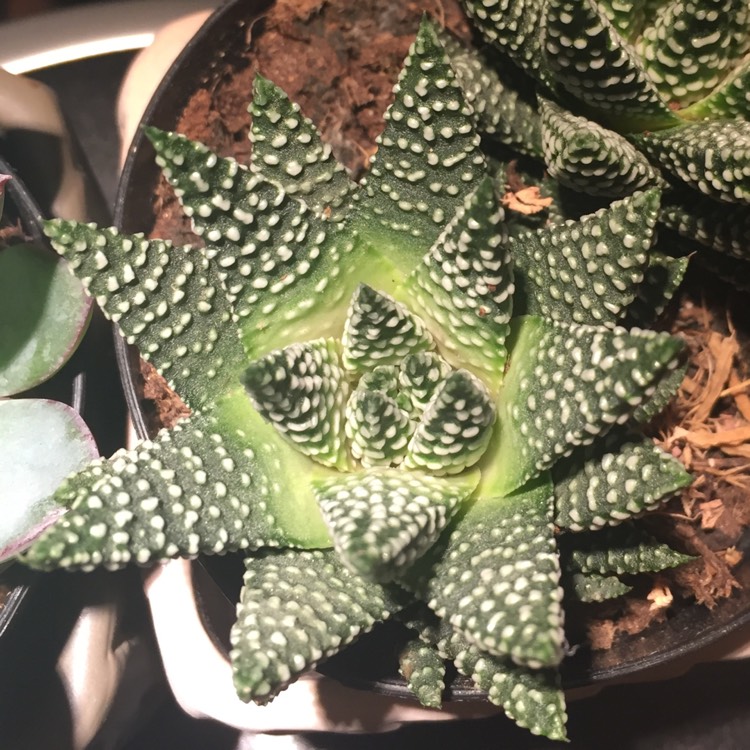 Plant image Tulista pumila syn. Haworthia pumila