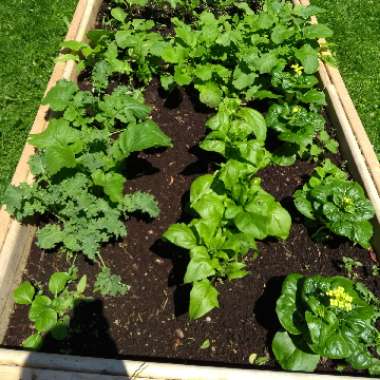 Marianne's garden