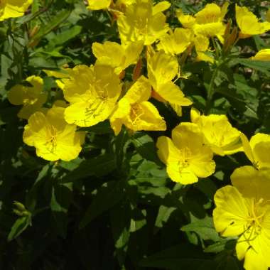Evening Primrose