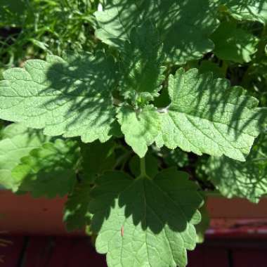 Lemon Balm