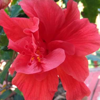 Marianne's garden