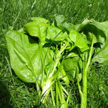 Spinach