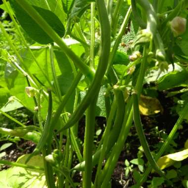 Marianne's garden