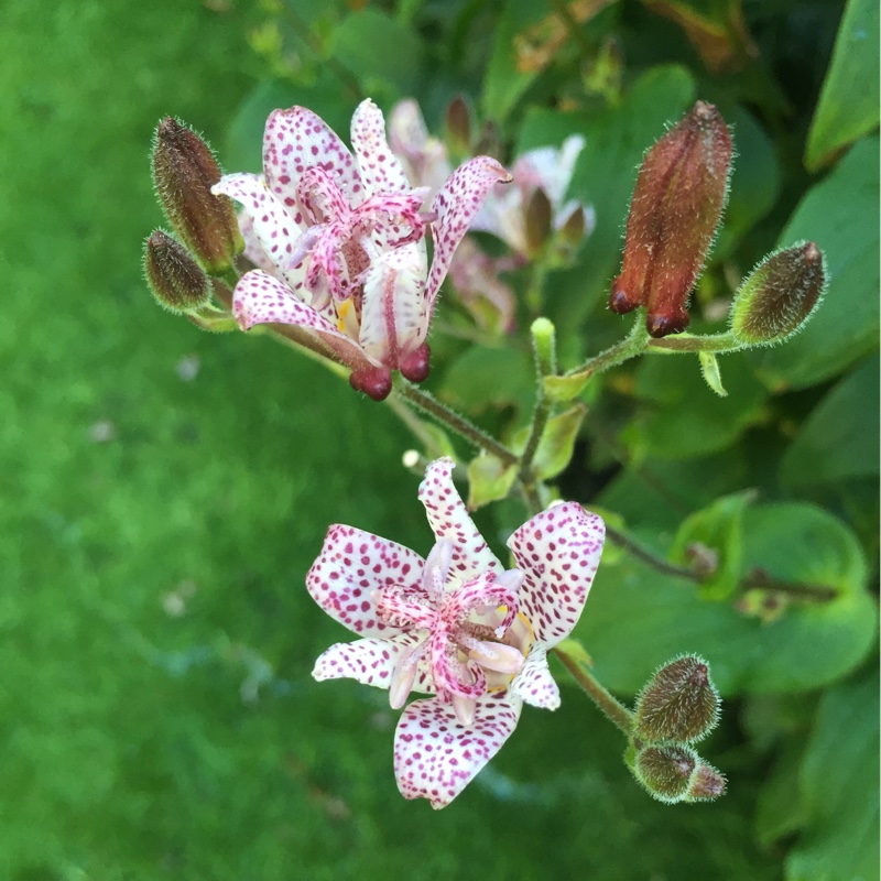 Plant image Tricyrtis formosana 'Pink Freckles'