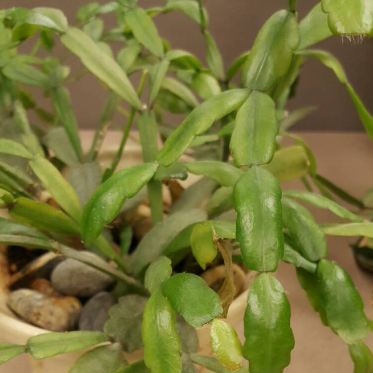 plant image 327879 plant image 327879