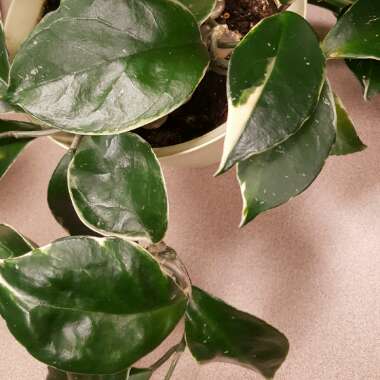 Hoya carnosa 'Rubra'
