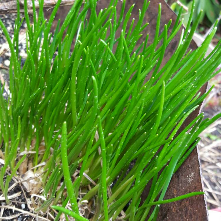 plant image 329742