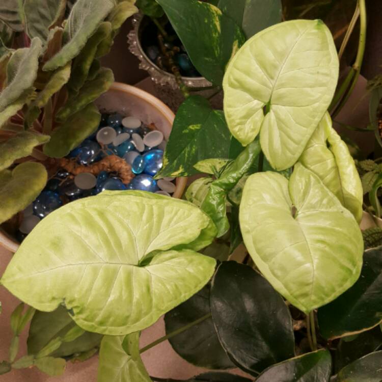plant image 330835