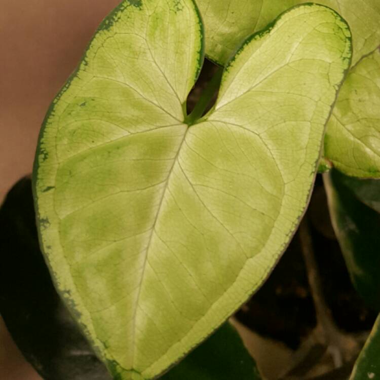 plant image 330837