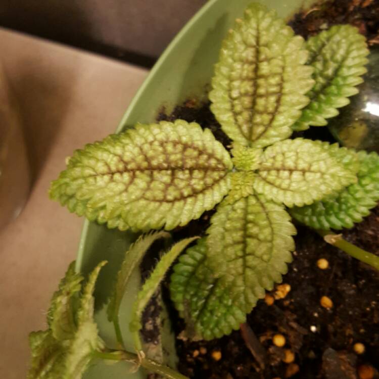 Plant image Pilea involucrata 'Norfolk'