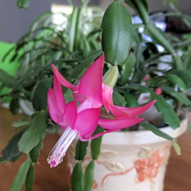Schlumbergera x buckleyi