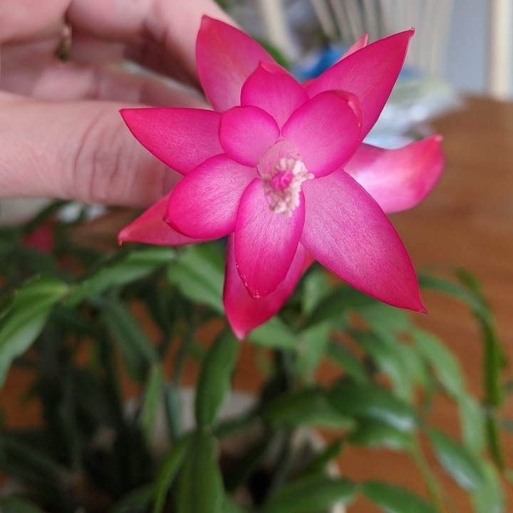 plant image 660548 plant image 660548