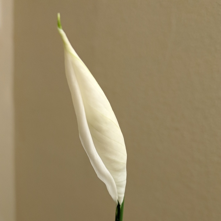 plant image 663411 plant image 663411