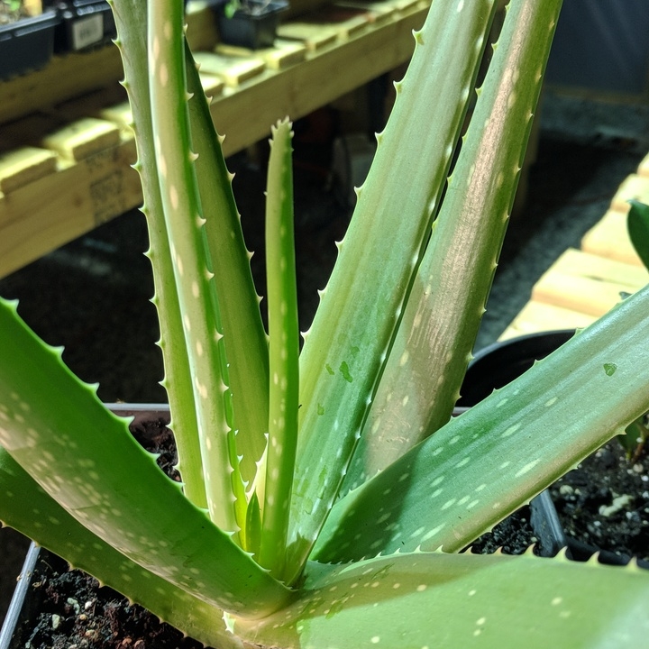 plant image 663413