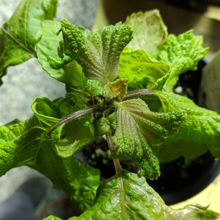 plant image 663416