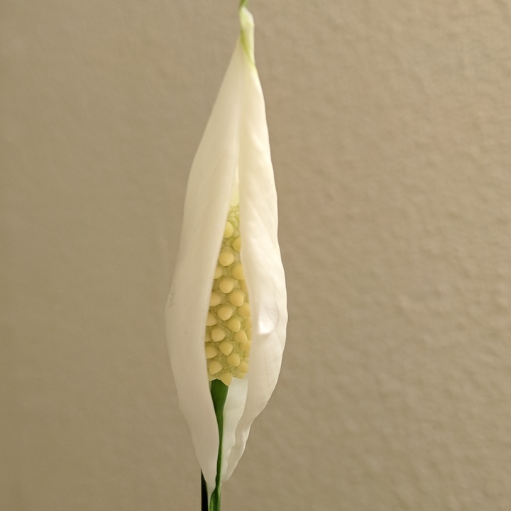 plant image 671282 plant image 671282