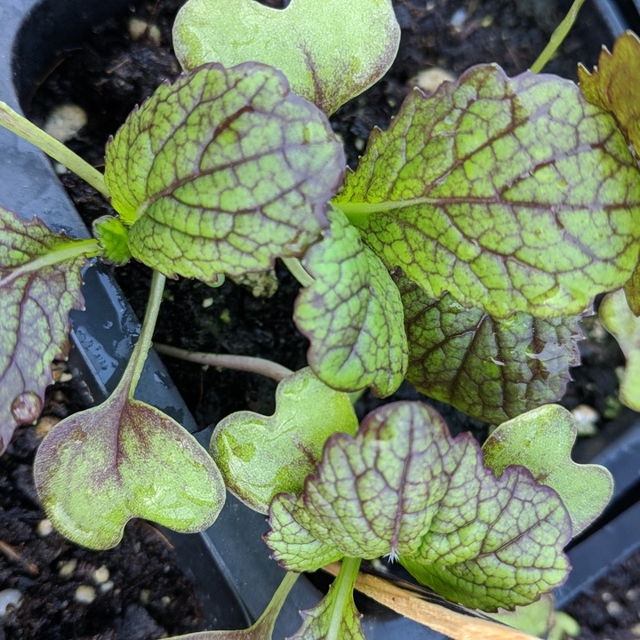 Plant image Brassica juncea