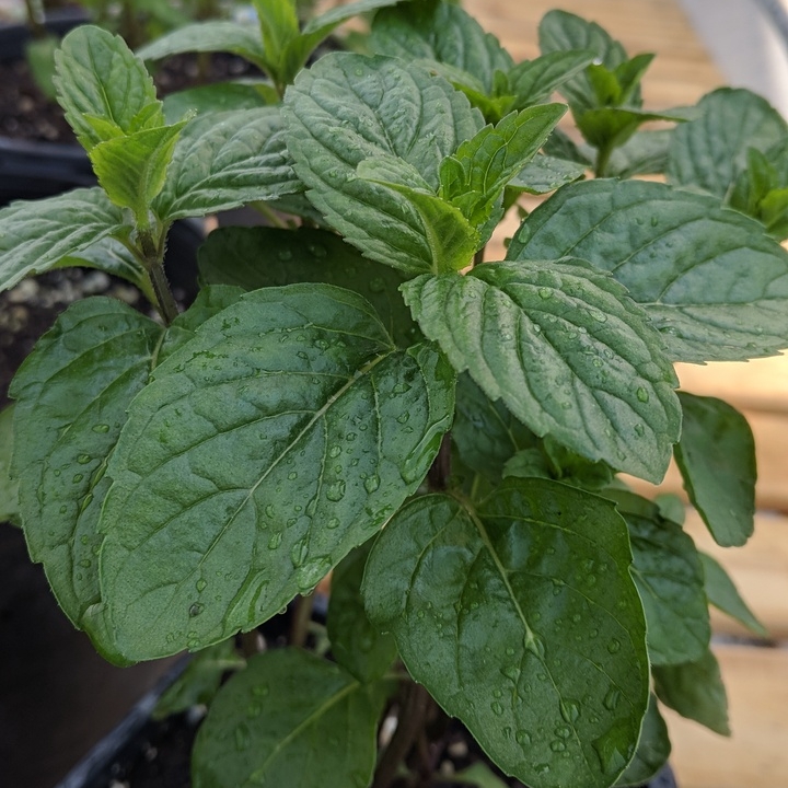 plant image 671656 plant image 671656
