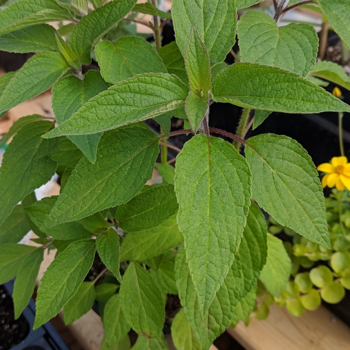 plant image 671798