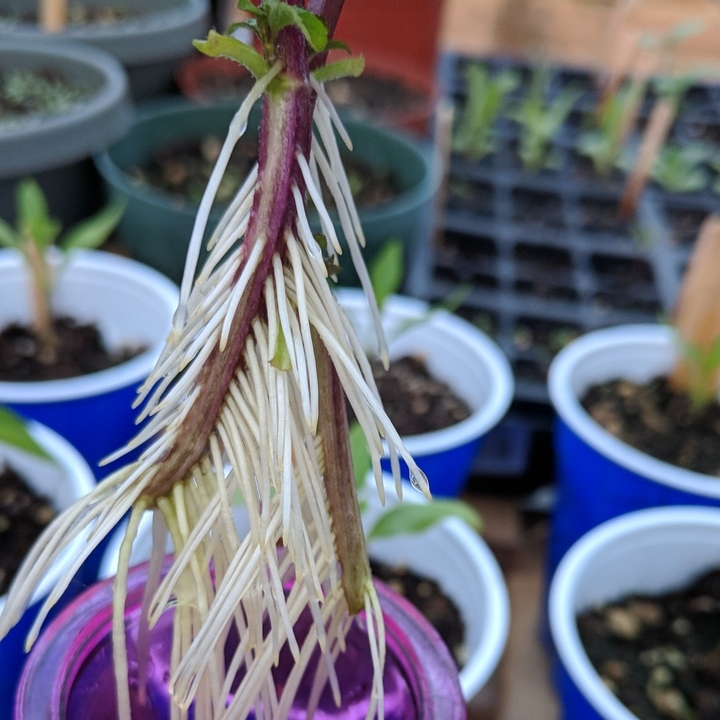 Plant image Mentha x piperita 'French Peppermint'