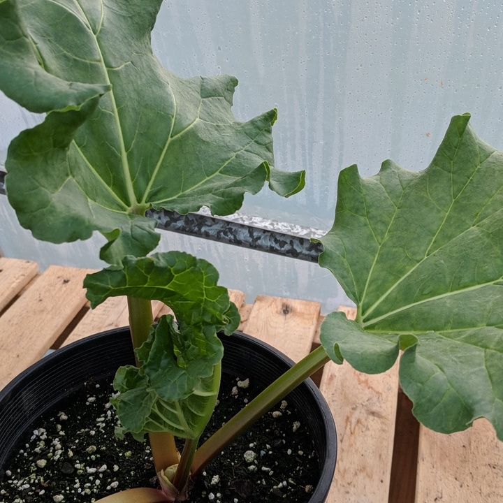 Plant image Rheum x hybridum 'Victoria'