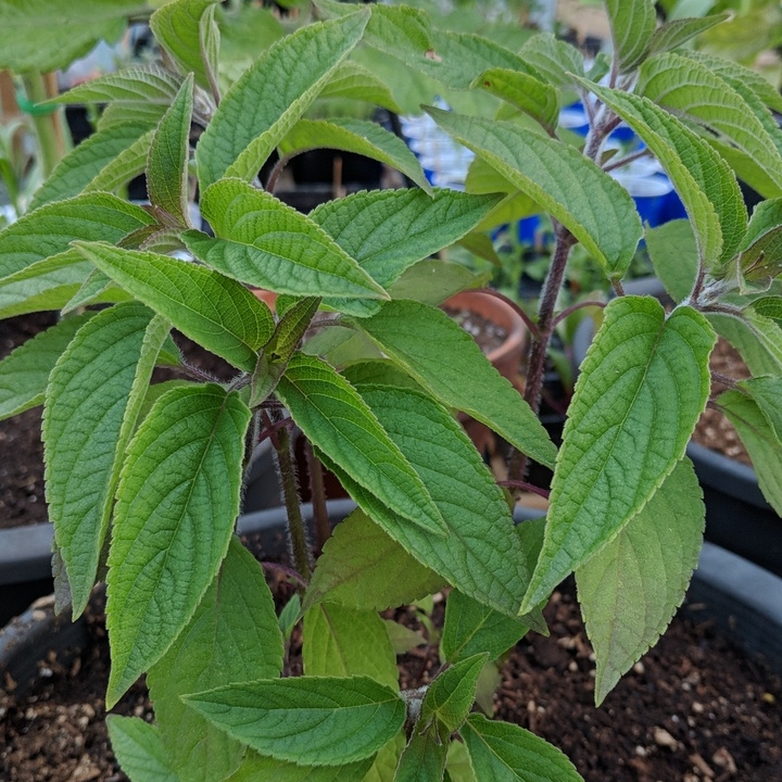 plant image 681983