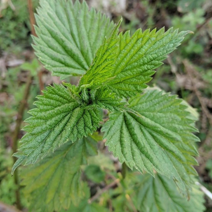 plant image 682527