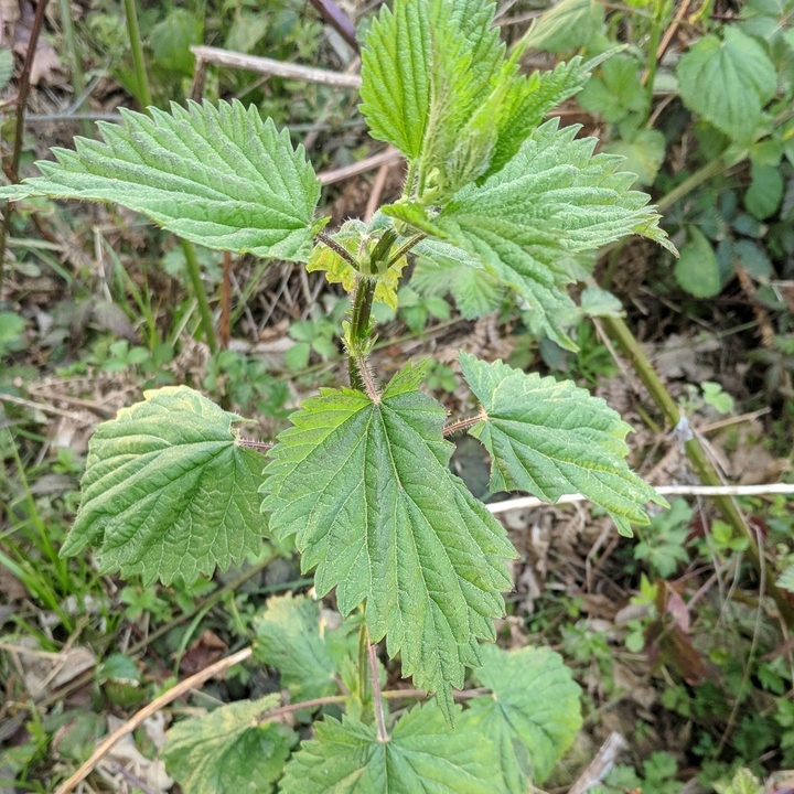 Plant image Urtica Dioica